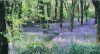 Bluebell Wood